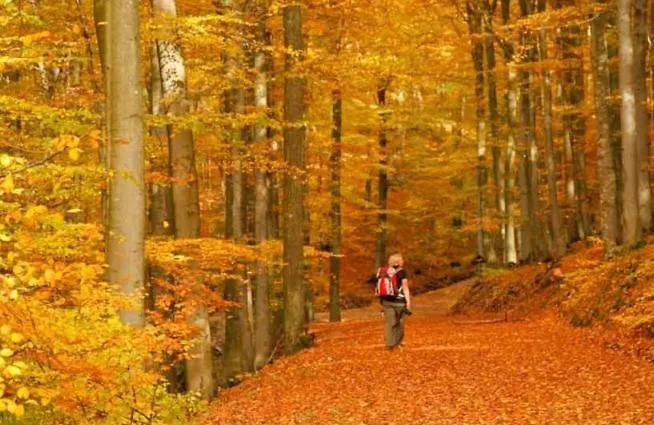 3 Sterne Pape Шмалленберг